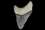 Serrated, Baby, Pathalogical Megalodon Tooth - Florida #145112-1